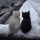 Аватар benqlden