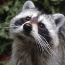 _awoo