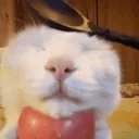 exttepuehce