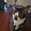 notdabenjamin