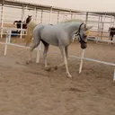5zpo