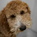 theanonymouskid2019_23995 avatar