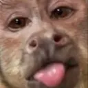 monooaxaco