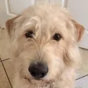 pawsomezg