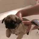 pugwuggdev