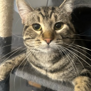avatar kat