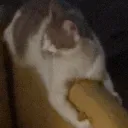 cat_meow1230488