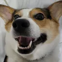 derpikarpnerdgearz.com