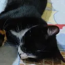 luceno_va