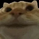 lntruige