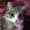 pollossanjuan avatar