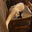 litvolando avatar