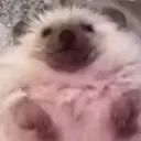 btyv
