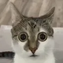 methwyz