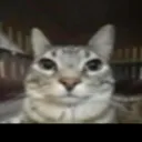 fsflipz