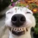 vfxzee