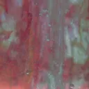 viscer
