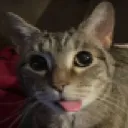 thiago12454445 avatar