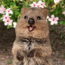 avatar Quokka