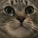 elzippy