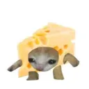 aint_cheeze avatar