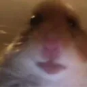 hamster_57743 avatar