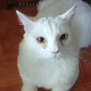 persiano_322_45618 avatar