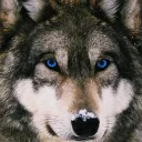 wiebepaard1999 avatar