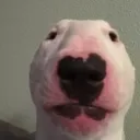 gatowaton01823 avatar