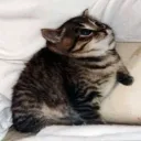 Аватар d1sapeear