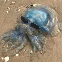 end_of_thinking_capacity avatar