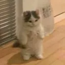 Аватар kit075544