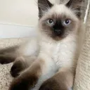 alysia_eeee