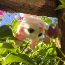 avatar ＦＬ么ＭＥ