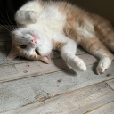 avatar [AMOR] Ich vermisse Fyb 😘