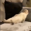 avatar [AMOR] Ich vermisse Fyb 😘