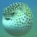 notberry16