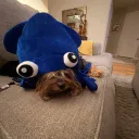 purrkor_parker