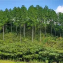 chaminhinoki