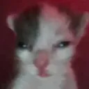 zerk.y