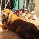 chihuasniper
