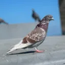 denvi5