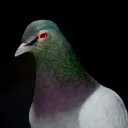 gurkentaube23 avatar