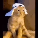 habibisnipez