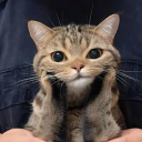 Discord Avatar
