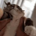 cookiethedev_