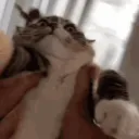 cookiethedev_