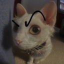 MEOWZERZ | Shapes, Inc