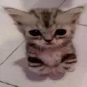 catmaster8211.