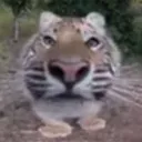 Аватар bizalint